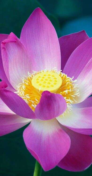 pink-lotus-flower.jpg