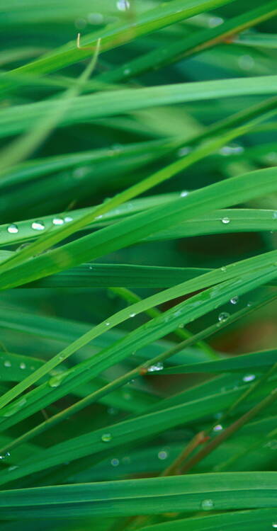 grass-blades.jpg